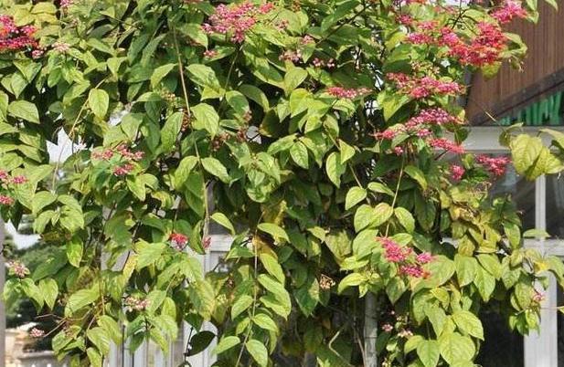 藤本植物"红萼藤",生长迅速,轻松爬到2米高,日常养护就2