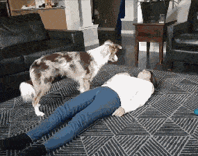 狗狗上演斗智斗勇的大戏,而且可能经常智商遭到碾压,有时候甚至怀疑