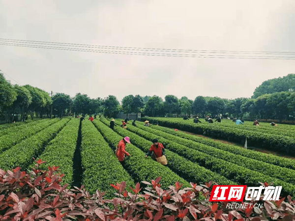 昨天 21:0300红网时刻新闻4月14日讯(记者罗雨晴通讯员尹志伟)近日