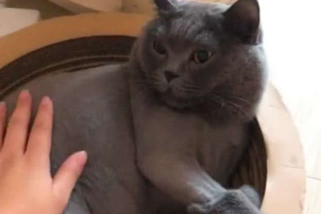 蓝猫胖成蓝猪被主人剃光毛,听主人吐槽它.