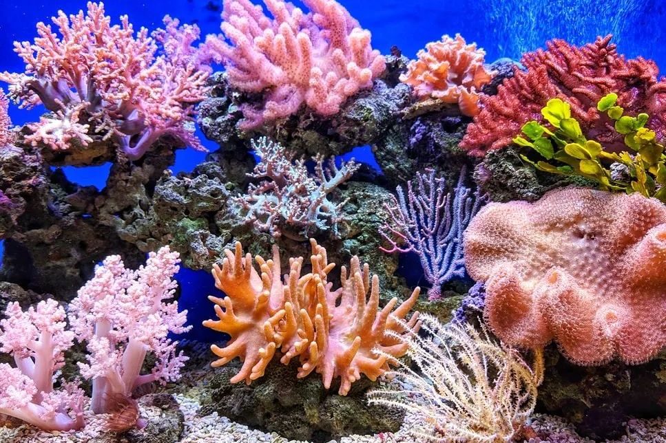 挽救海里的珊瑚 科学家却在天上做文章