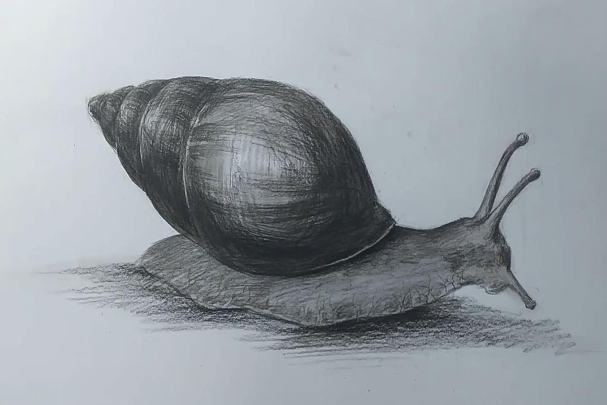 画一只非洲大蜗牛色阶文化梅国海