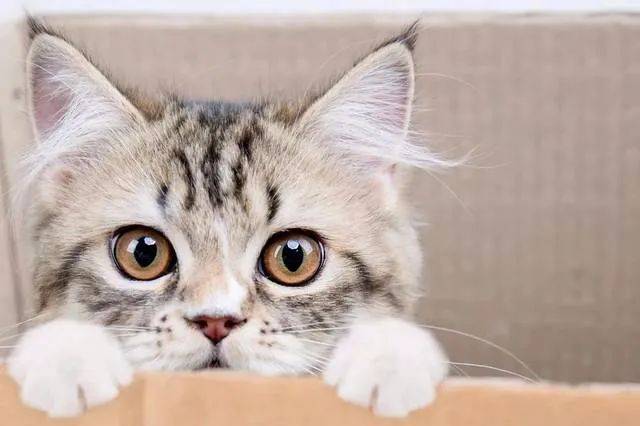 『宝宝』新添宝宝就要把猫咪送走？并不用！教你宝宝与猫咪相处的正确方法
