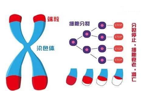 德国权威医学期刊推荐黑科技抗初老面霜youthshots革命性的端粒修护