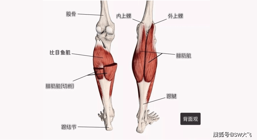 两者合成"小腿三头肌,比目鱼肌 1,深蹲 侧重锻炼臀部肌肉和股四头肌