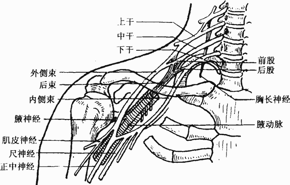 臂丛神经知识点总结