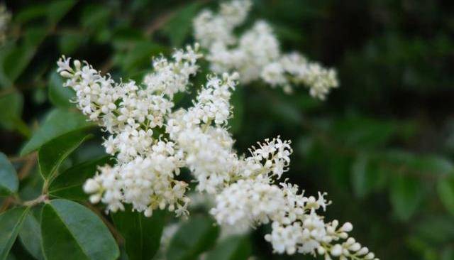 怎样种木香花 ef3e0741cceb483abd33bb3c38bd3a09.jpeg