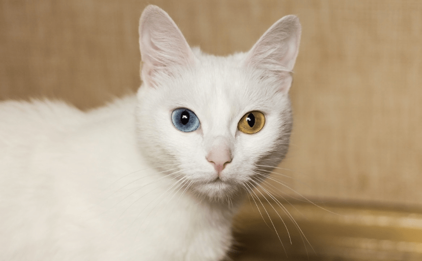 听不见任何声音 黄眼白猫,就是一般的中华田园猫,显白色 蓝黄异瞳眼