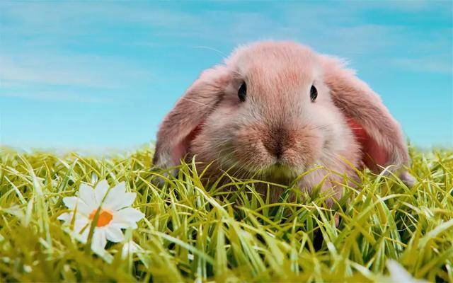 油兔观察 c3c955acf1a945b3aee714dd04da19ea.jpeg