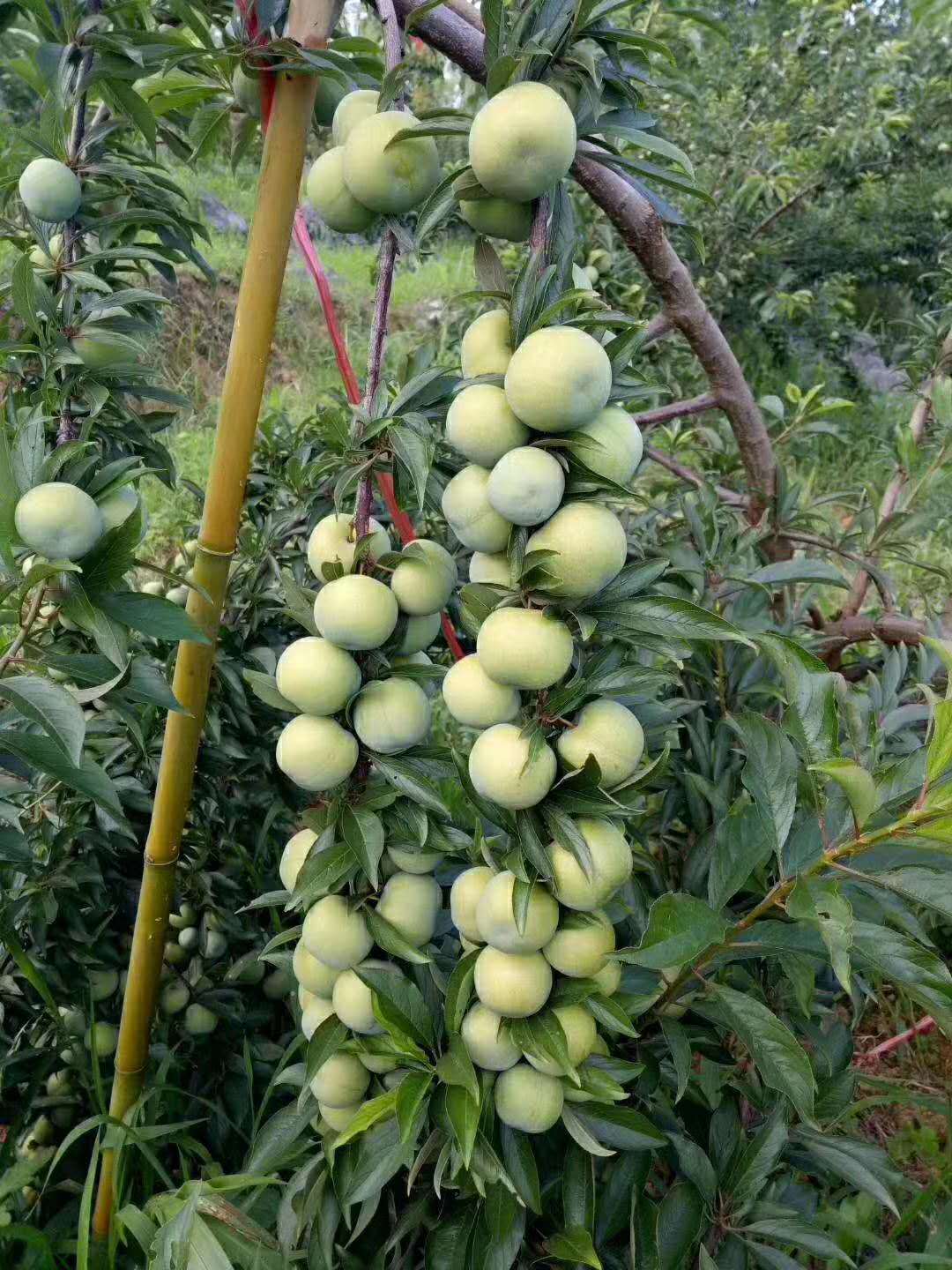 反季节新品种李子清泉蜜脆李