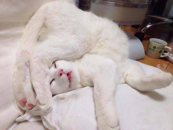 在家裡貓如果這樣睡覺,說明它不信任你 在家裡貓如果這樣睡覺,說明它不信任你