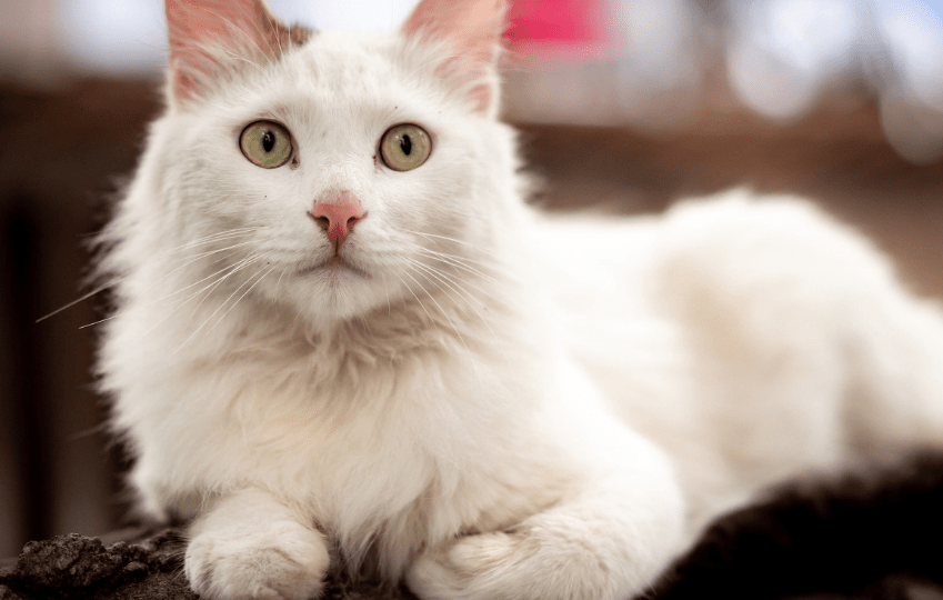 黄眼白猫,就是一般的中华田园猫,显白色 蓝黄异瞳眼,有可能蓝色眼睛