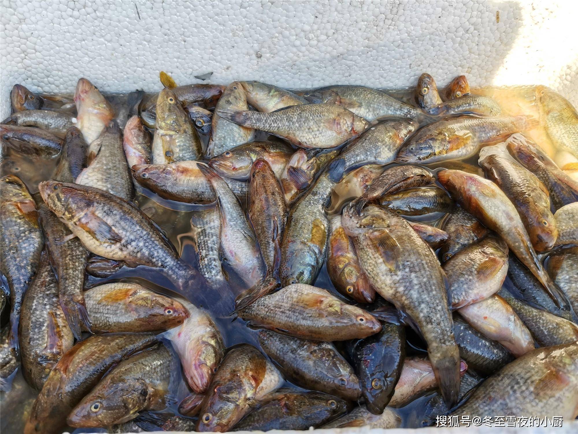 红水河的野生鱼类越来越多，你认得出这些野生鱼吗？