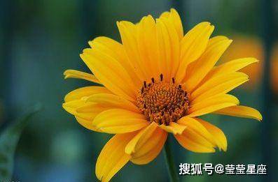 生肖猪:属猪人近期运势不顺,点开方能化解,转危为安