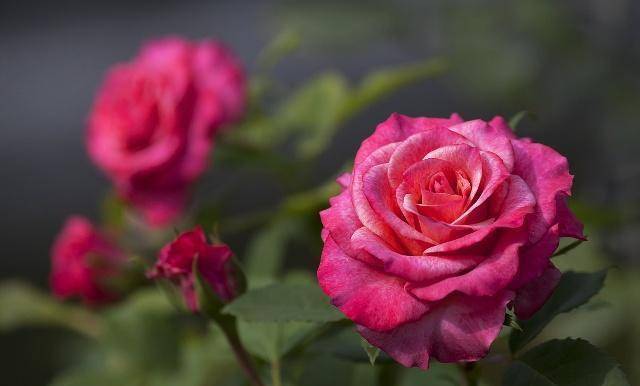 哪些花可以做花茶哪些花不可以 3e027a00770147d1855e9cd72d980df1.jpeg
