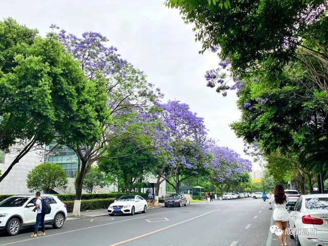 5月的成都高新与蓝花楹来一场浪漫邂逅