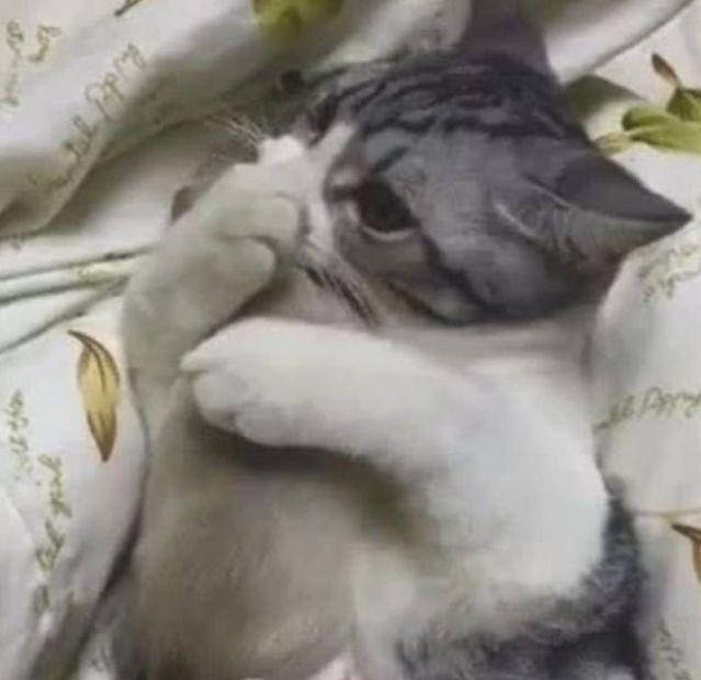 猫的天敌食物是什么 5ab170da1af14723bf61752735e6b8e4.jpeg