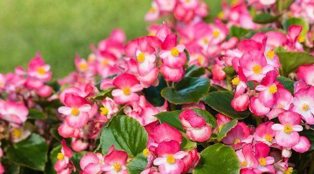 盆栽花卉养殖注意事项 691bdc3865f24e4a97a2246e11d694fa.jpeg