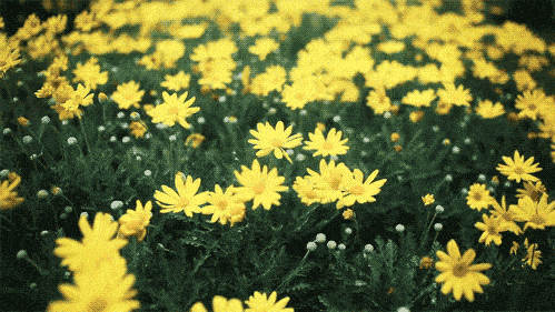 8121f522f8344c8886b9d62d1ee4fe00.gif