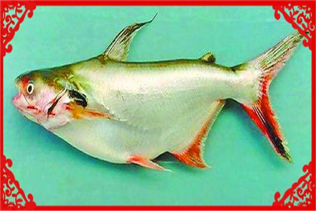 飞鱼项目多少钱 e036cadad3de480d915868434e3667c4.jpeg