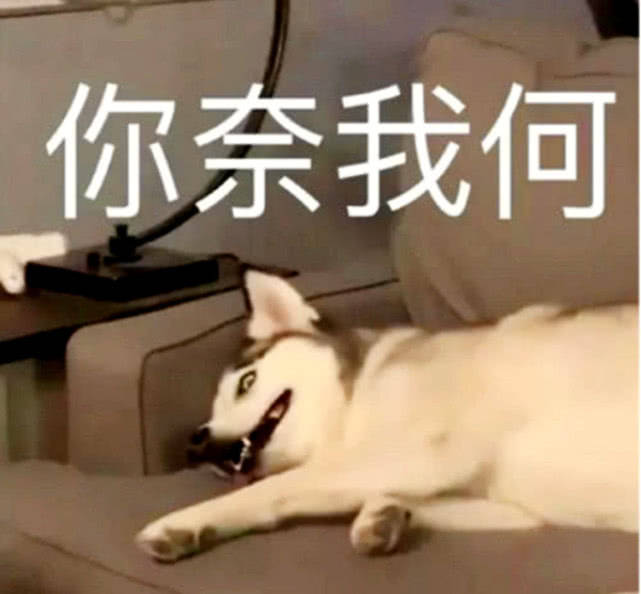 原创二哈睡得正香,却被小主人吵醒,怒气冲天朝着她屁股就是一脚