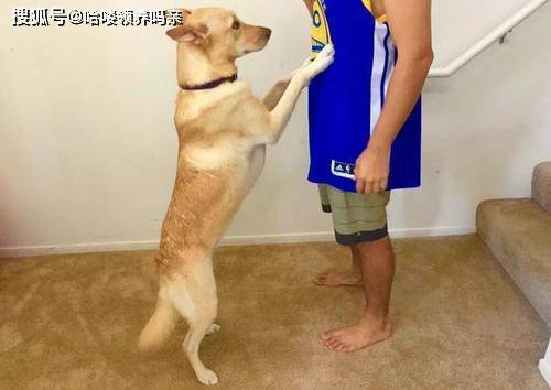 什么是舔狗式恋爱 187fe42c605a4dc396c9ca79e065c9c9.jpeg