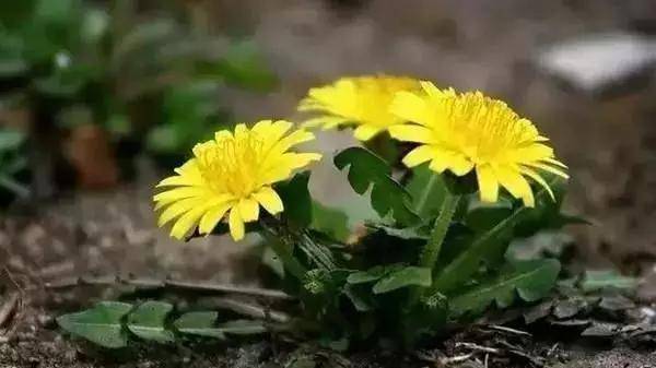 婆婆丁怎么采摘 3c12229d7e4b409e81bdc539ad329381.jpeg