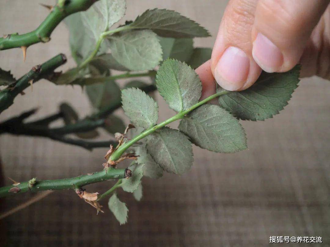 植物上长满红点,还有小蜘蛛网,那就是讨人厌的红蜘蛛