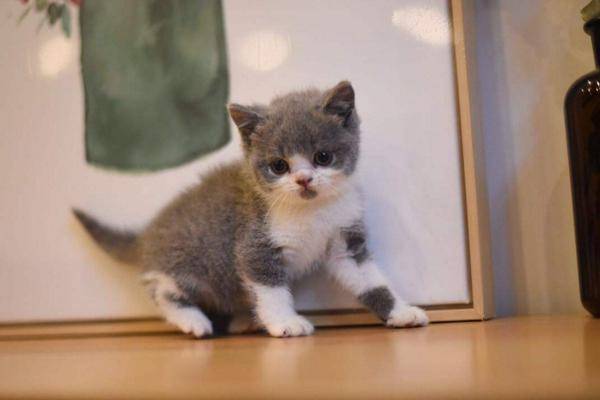 猫咪怎么才会有狂犬病 1ee34f1502c7493f8ae28b091c3f9b22.jpeg