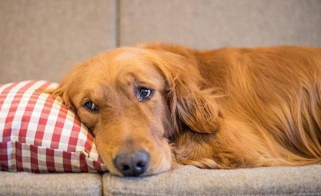 如何用绳子做狗狗牵引绳 48af7f59676940c78d11096ad3a7ec2b.jpeg