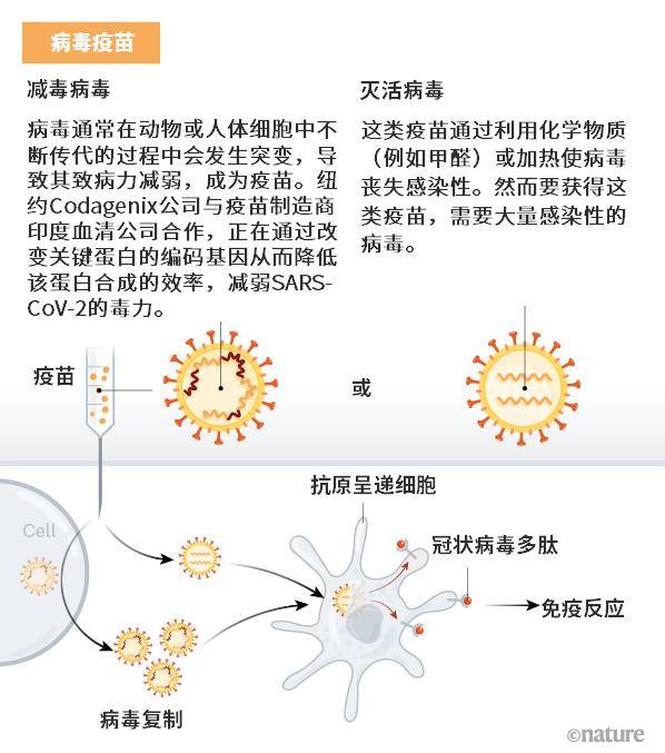 第三张:病毒疫苗 至少有七个团队正在基于病毒本身研发减毒或灭活疫苗