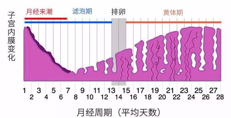 月经的原理什么_不来月经吃什么药(3)