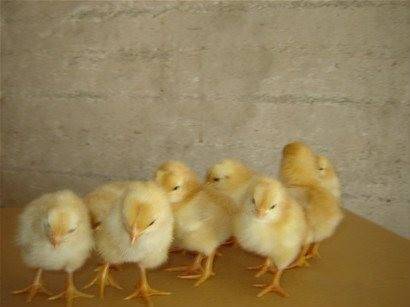 怎么选择优质的鸡 cf2dabe9ca8d4ee79eb5186b40f9cf40.jpeg