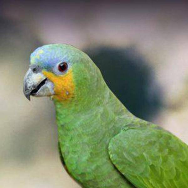 黄冠亚马逊鹦鹉饲养方法 黄冠亚马逊鹦鹉的价格