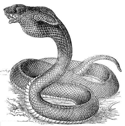 必须得简单介绍下眼镜王蛇,这是世界上体型最大,最长的毒蛇,身长可达