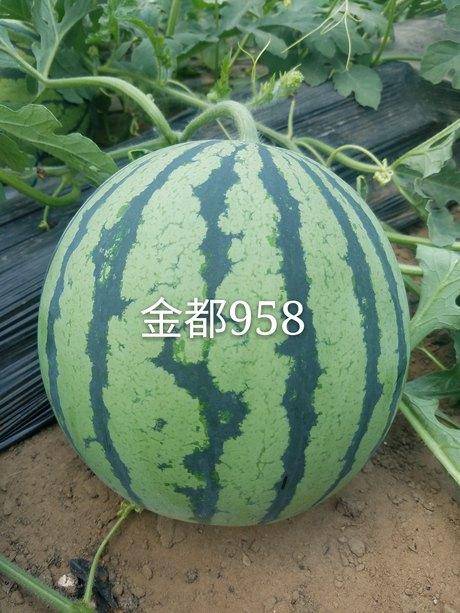 68add2c3a1774863a8623aac0847c246.jpeg
