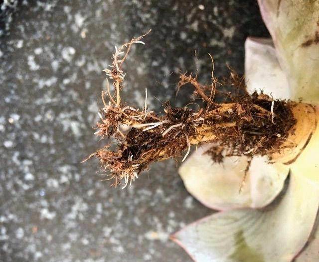 多肉叶插的正确做法图片 bda91bb044d04942b2da5f51ee13789c.jpeg