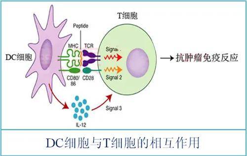 而且,效应t细胞通过分泌淋巴因子能够中止病毒复制而不损伤感染的肝脏