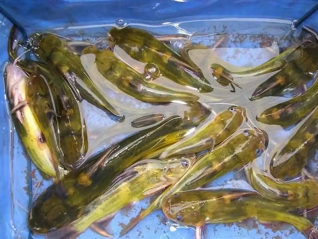 黄颡鱼养殖——常见病害