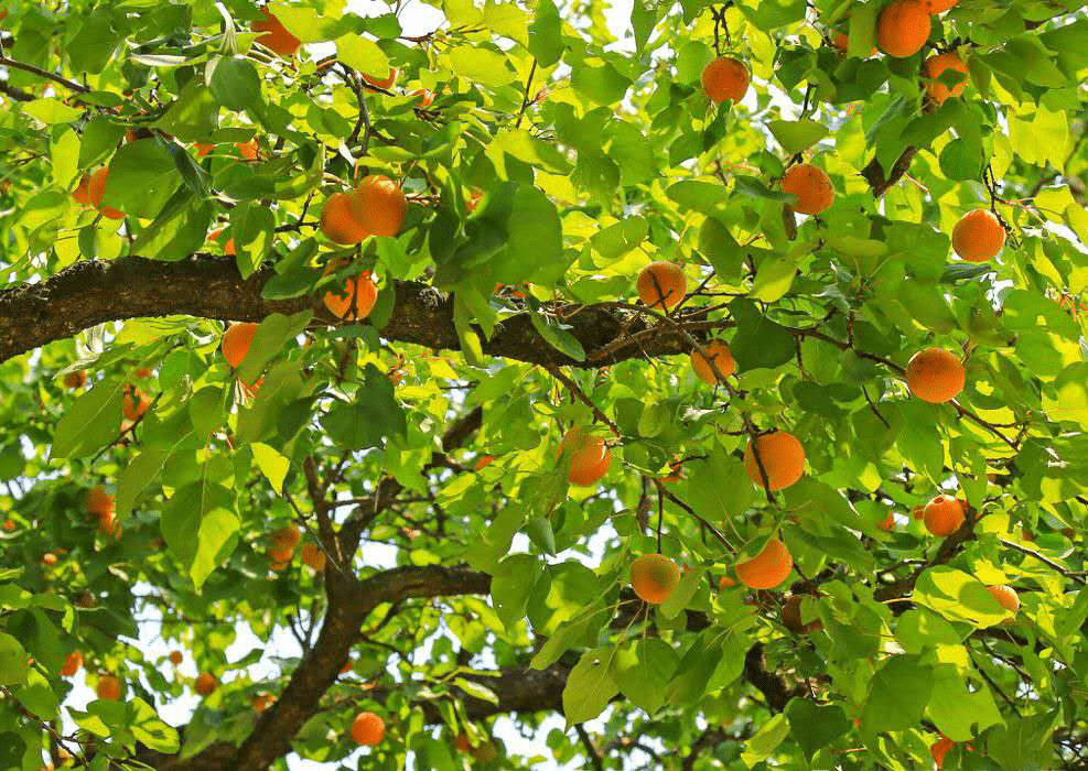 梦见树上结了好多杏子