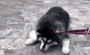 立耳犬种大型犬 33741c915e43455b8e19c701ae0853e9.jpeg