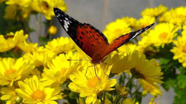 成语过什么黄花_黄花风铃木