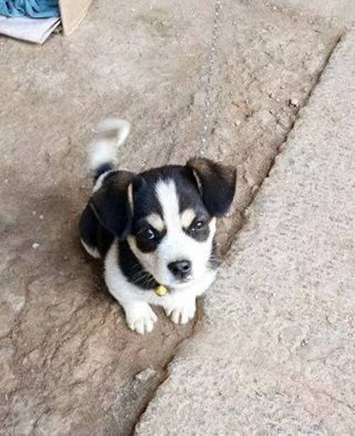 怎样寄宠物 78eda897393d4ba194bfc95809106408.jpeg