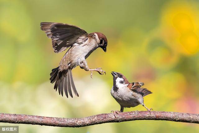 麻雀吃什么虫 c0eddd1b546f469b98c4412fc9235975.jpeg