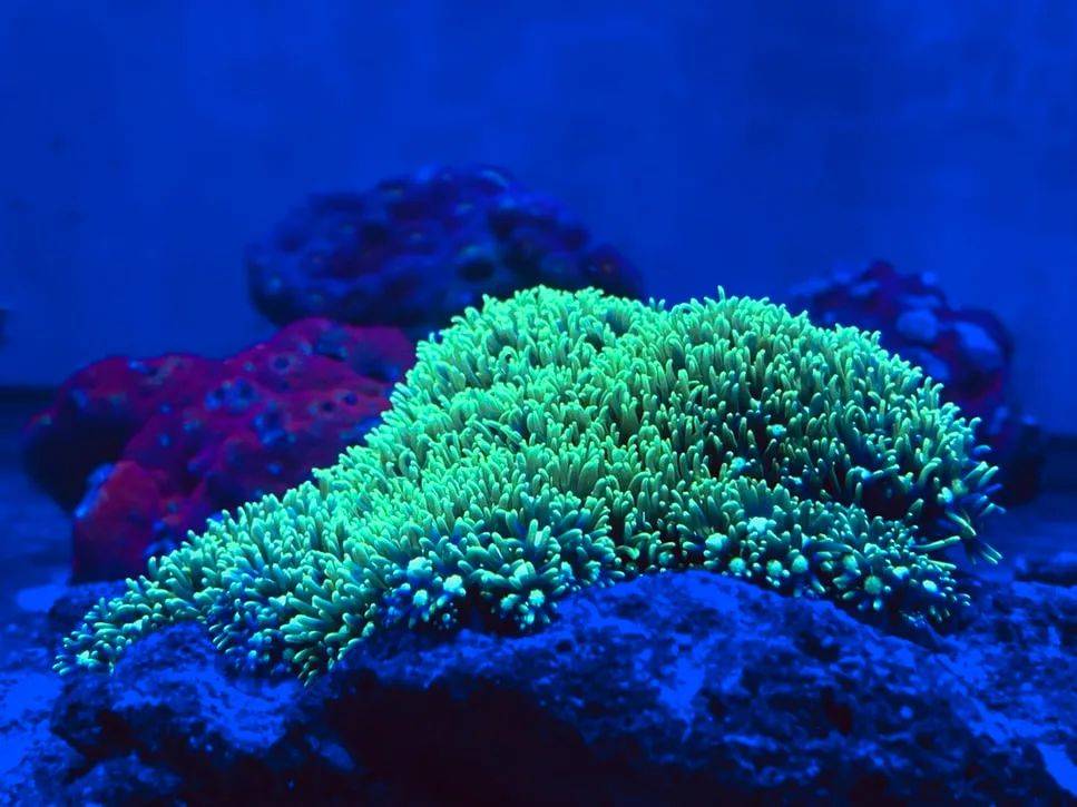 挽救海里的珊瑚科学家却在天上做文章