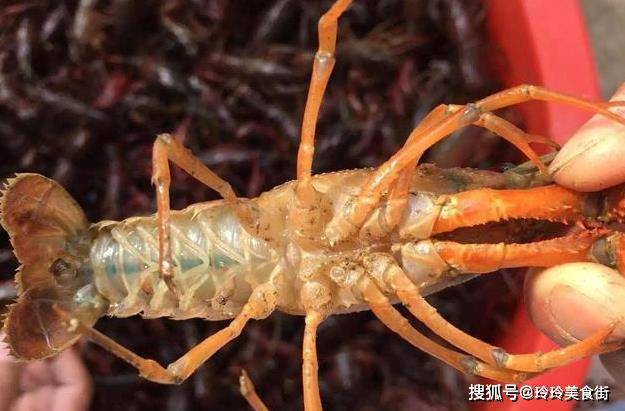 怎么挑选小龙虾皮薄 48cac75643504e9ab19dc02a62dc9ee2.jpeg