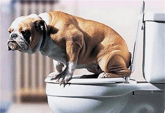 怎么教狗狗在外面拉粑粑 8a43103f1eb94b9b818f727edc3fdbf0.jpeg