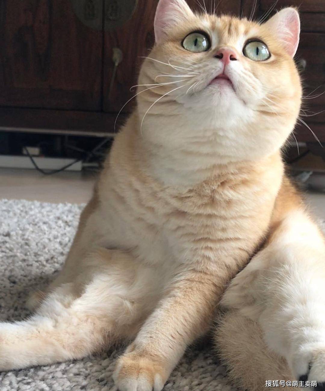 可爱的英短金渐层猫咪,一只傲娇的喵星人
