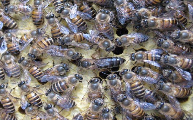 蜜蜂和虎头蜂哪个厉害 d2502d7410f74d6c8b6a14999ed3d6bb.jpeg