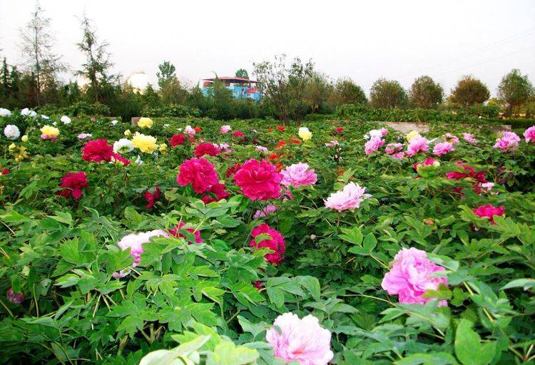 2020年星座桃花排名_2021年桃花运最好的星座排名